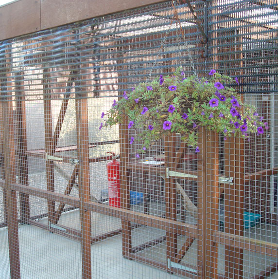 The Cuckfield Cattery